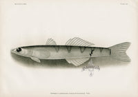 US Fish Bien Hawaii Goby - Panteek Antique Prints