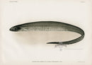 US Fish Bien Hawaii Knifefish - Panteek Antique Prints