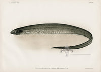 US Fish Bien Hawaii Knifefish - Panteek Antique Prints