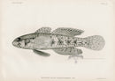 US Fish Bien Hawaii Knight Goby - Panteek Antique Prints