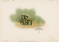 US Fish Bien Hawaii Lionfish - Panteek Antique Prints