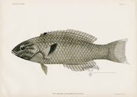 US Fish Bien Hawaii Moon Wrasse - Panteek Antique Prints