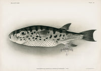 US Fish Bien Hawaii Oceanic Puffer - Panteek Antique Prints