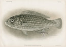 US Fish Bien Hawaii Parrotfish - Panteek Antique Prints