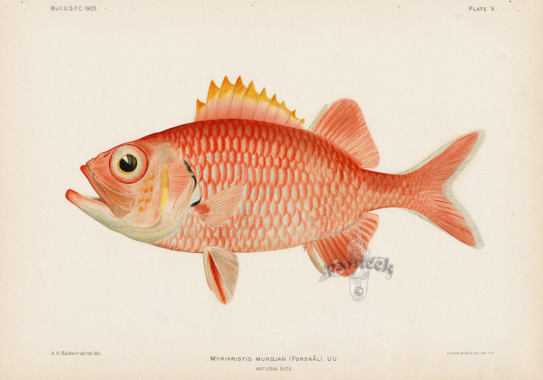 US Fish Bien Hawaii Pinecone Soldierfish