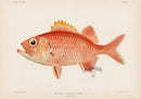 US Fish Bien Hawaii Pinecone Soldierfish - Panteek Antique Prints