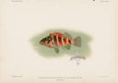 US Fish Bien Hawaii Redbarred Hawkfish - Panteek Antique Prints