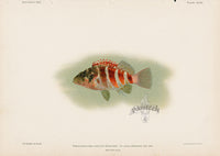 US Fish Bien Hawaii Redbarred Hawkfish - Panteek Antique Prints