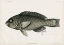 US Fish Bien Hawaii Regal Parrotfish - Panteek Antique Prints