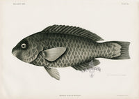 US Fish Bien Hawaii Regal Parrotfish - Panteek Antique Prints