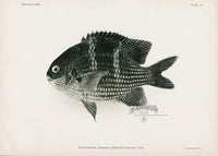 US Fish Bien Hawaii Rock Damselfish - Panteek Antique Prints