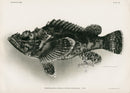 US Fish Bien Hawaii Rockfish - Panteek Antique Prints