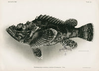 US Fish Bien Hawaii Rockfish - Panteek Antique Prints