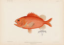 US Fish Bien Hawaii Roughscale Soldierfish - Panteek Antique Prints