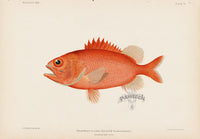 US Fish Bien Hawaii Roughscale Soldierfish - Panteek Antique Prints
