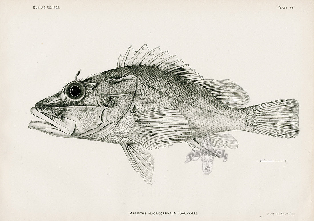 US Fish Bien Hawaii Scorpionfish