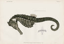 US Fish Bien Hawaii Seahorse - Panteek Antique Prints