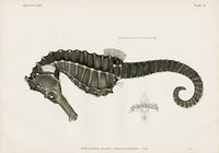 US Fish Bien Hawaii Seahorse - Panteek Antique Prints