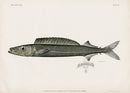 US Fish Bien Hawaii Snake Mackerel - Panteek Antique Prints