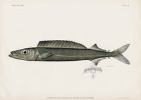 US Fish Bien Hawaii Snake Mackerel - Panteek Antique Prints