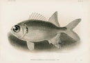 US Fish Bien Hawaii Soldierfish - Panteek Antique Prints