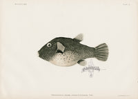 US Fish Bien Hawaii Spotted Toby - Panteek Antique Prints