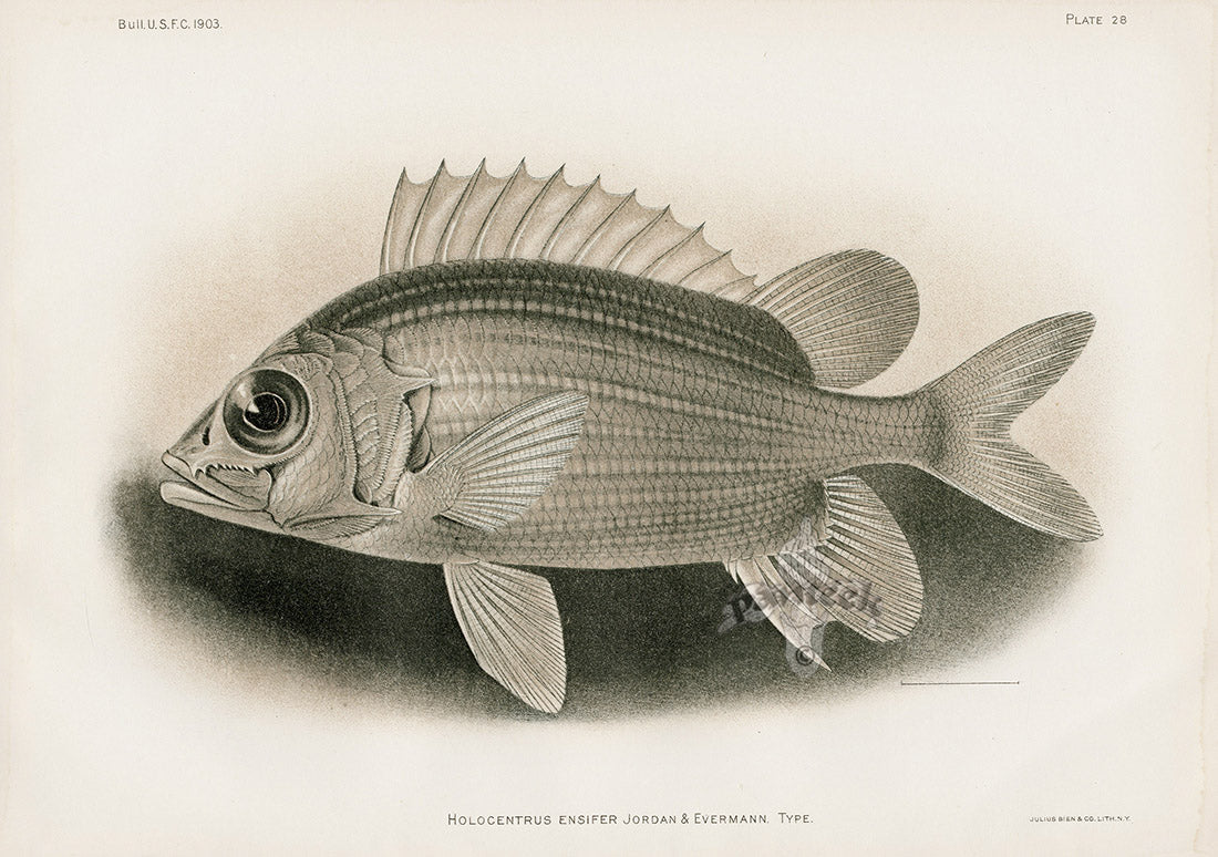 US Fish Bien Hawaii Squirrelfish BW