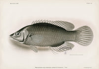 US Fish Bien Hawaii Striated Wrasse - Panteek Antique Prints