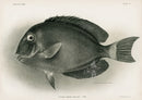 US Fish Bien Hawaii Surgeonfish - Panteek Antique Prints