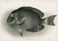 US Fish Bien Hawaii Surgeonfish - Panteek Antique Prints