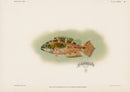 US Fish Bien Hawaii Two-Spot Wrasse - Panteek Antique Prints