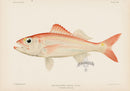 US Fish Bien Hawaii Ulaula - Panteek Antique Prints