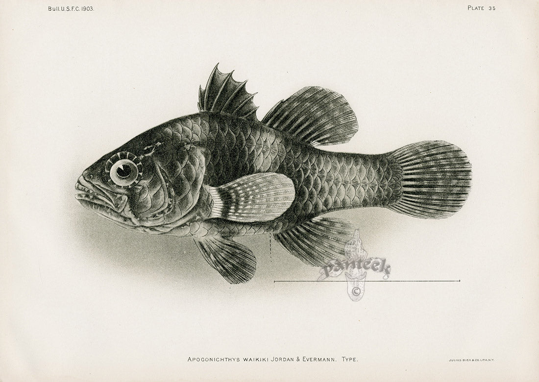 US Fish Bien Hawaii Waikiki Cardinalfish