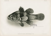 US Fish Bien Hawaii Waikiki Cardinalfish - Panteek Antique Prints