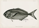 US Fish Bien Hawaii Whitetongue Jack - Panteek Antique Prints