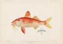 US Fish Bien Hawaii Yellow-threaded Goatfish - Panteek Antique Prints
