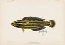 US Fish Bien Hawaii Yellowstripe Coris - Panteek Antique Prints