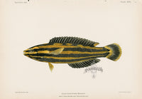 US Fish Bien Hawaii Yellowstripe Coris - Panteek Antique Prints