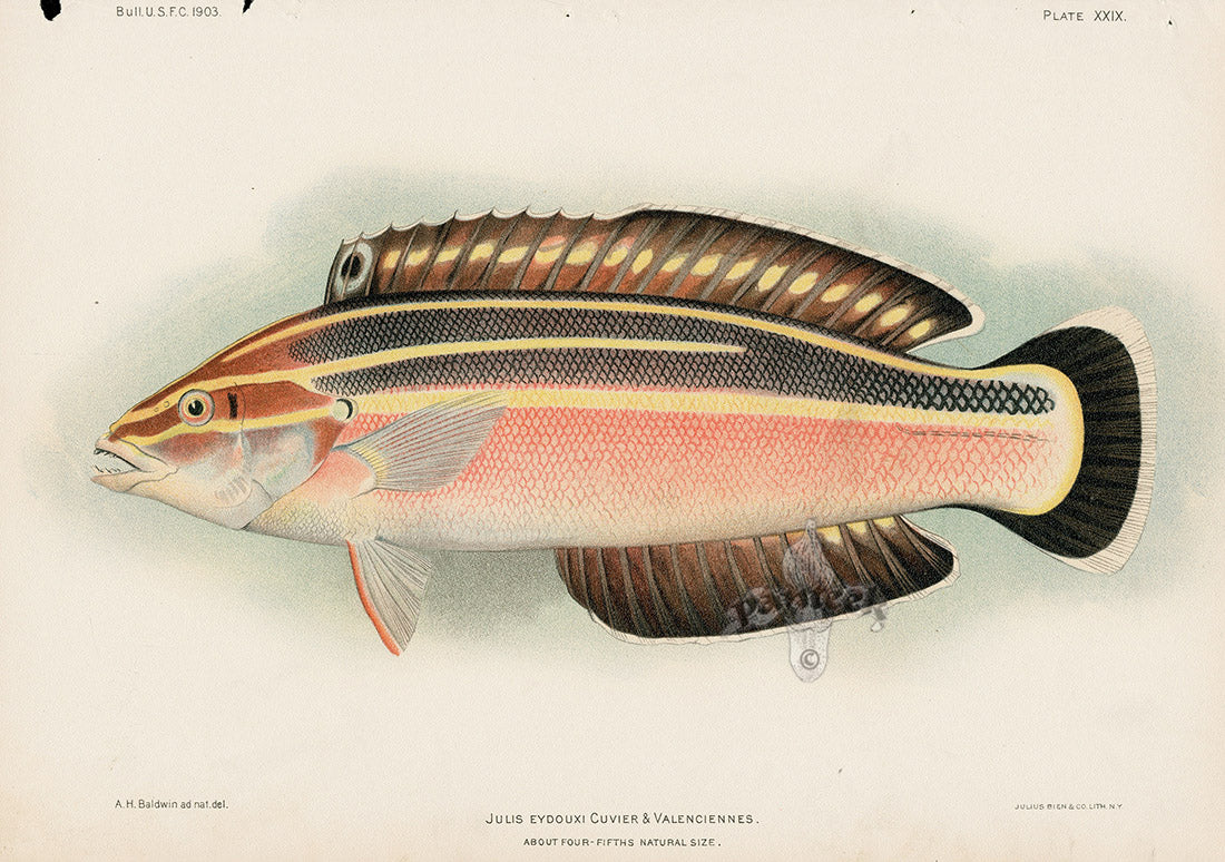panteek-antique-prints-print-