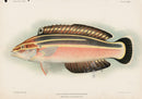 US Fish Bien Hawaii Yellowstripe Coris - Panteek Antique Prints