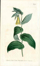 Uvularia Curtis Carnivorous Botanical - Panteek Antique Prints
