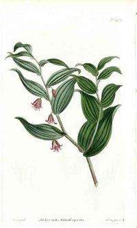 Uvularia Rosea Curtis Carnivorous Botanical - Panteek Antique Prints