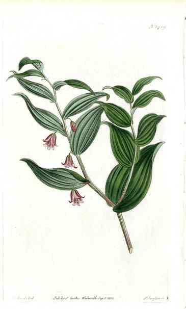 Uvularia Rosea Curtis Carnivorous Botanical