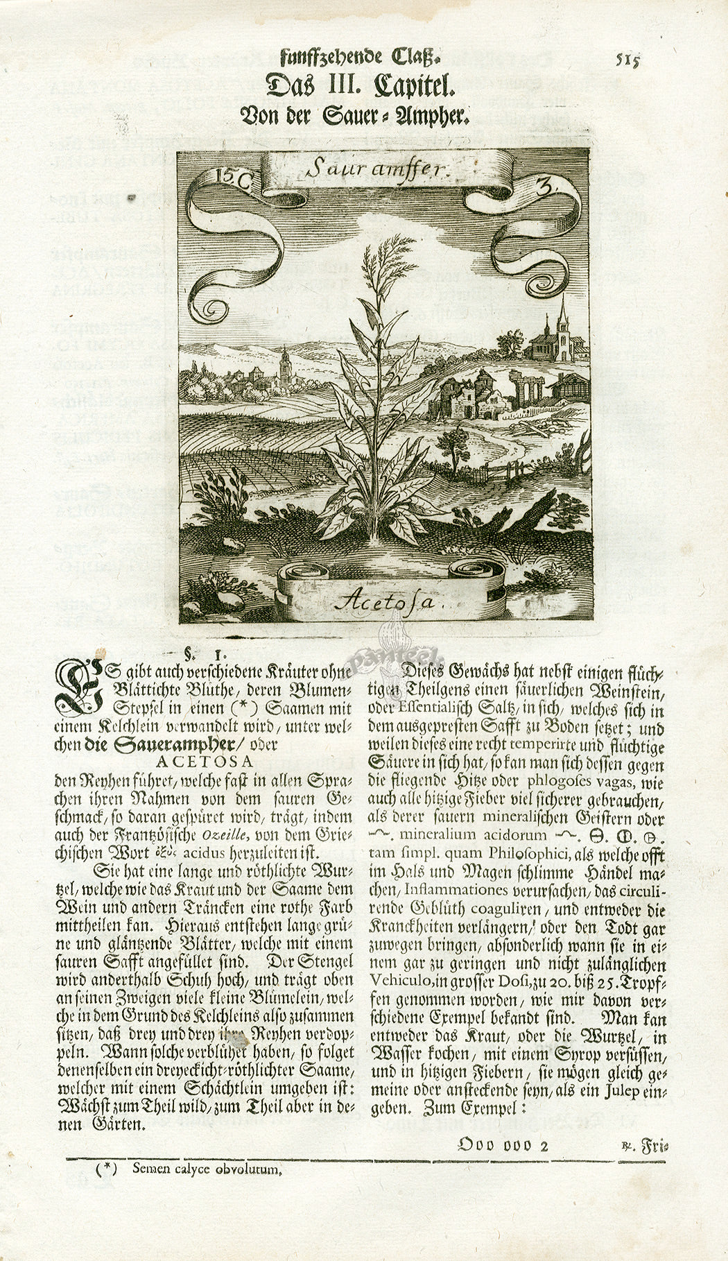 Valentini & Merian Original Prints 1719 Acetosa Herb