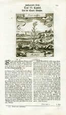 Valentini & Merian Original Prints 1719 Acetosa Herb - Panteek Antique Prints