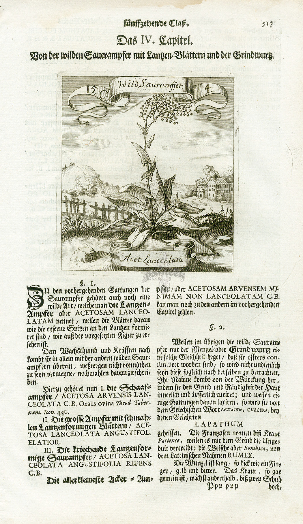 Valentini & Merian Original Prints 1719 Acetosa Lanceolata Herb