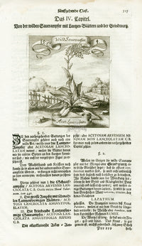 Valentini & Merian Original Prints 1719 Acetosa Lanceolata Herb - Panteek Antique Prints