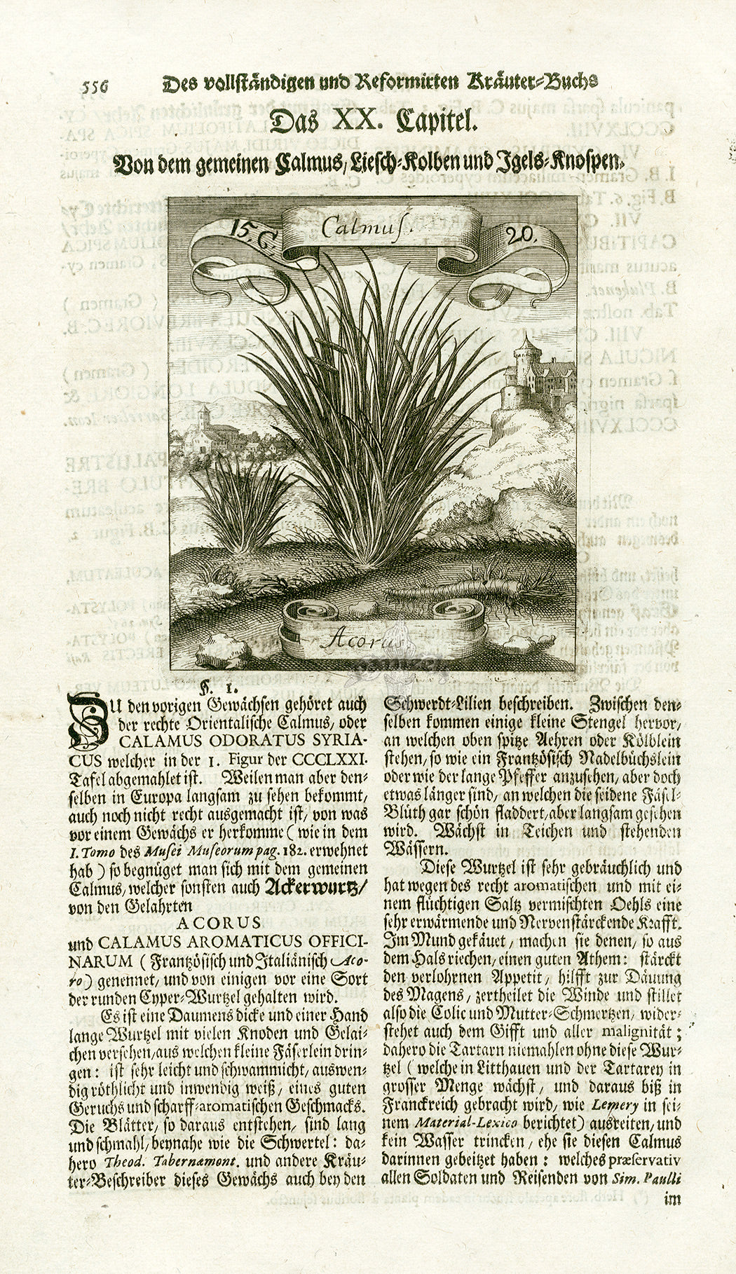 Valentini & Merian Original Prints 1719 Acorus Plant