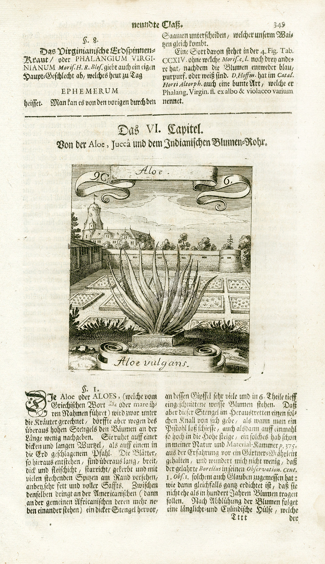 Valentini & Merian Original Prints 1719 Aloe Plant