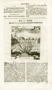 Valentini & Merian Original Prints 1719 Aloe Plant - Panteek Antique Prints